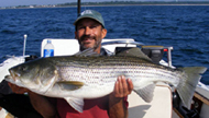 36lb Striper caught on Rhode Island Fishing Charters