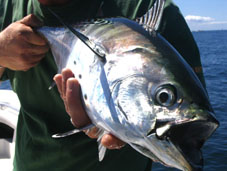 Snowfly Charters